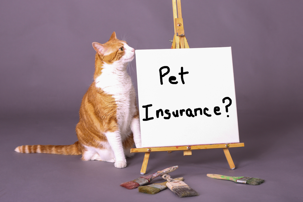 cat insurance