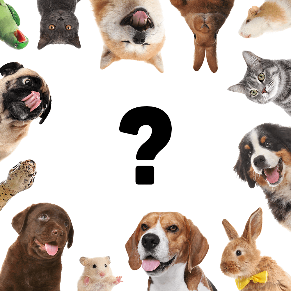 pets best insurance reddit